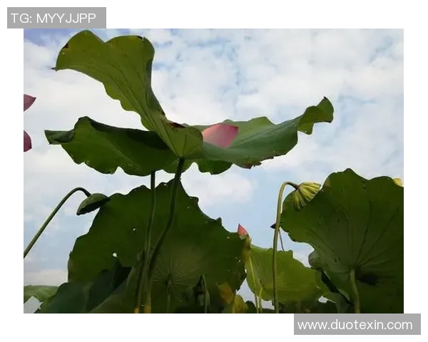姚明经典老歌回忆录:那些年我们一起听过的动人旋律与感人故事 姚明经典老歌回忆录:那些年我们一起听过的动人旋律与感人故事